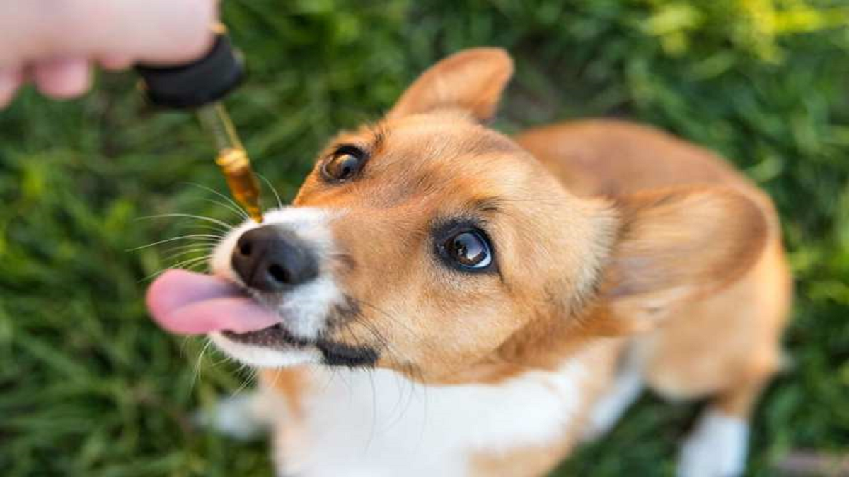 Your guide to purchasing the best cbd oils and dog treats